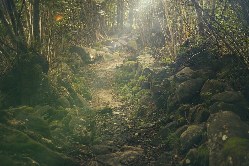 Jungle Expedition
